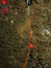 Pododesmus macrochisma