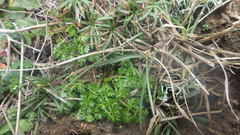 Daucus carota gummifer
