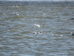 Larus glaucoides kumlieni