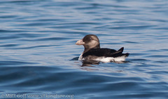 Fratercula corniculata
