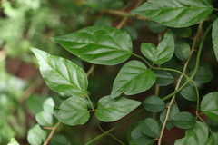 Jasminum singuliflorum