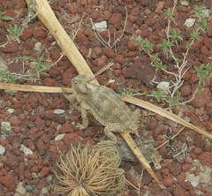 Phrynosoma taurus