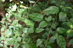 Jasminum singuliflorum