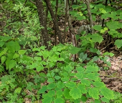 Thalictrum coriaceum