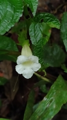 Nautilocalyx mimuloides