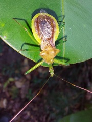 Ploeogaster