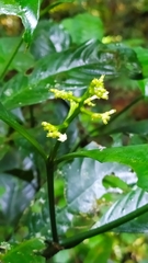 Palicourea racemosa