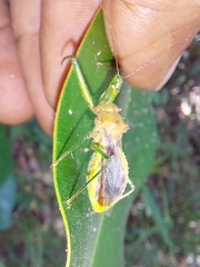 Ploeogaster