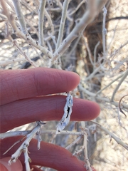 Gnorimoschema octomaculella