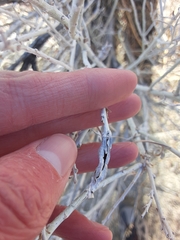 Gnorimoschema octomaculella