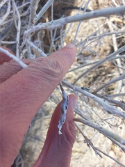 Gnorimoschema octomaculella