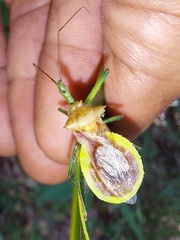 Ploeogaster