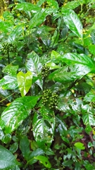Palicourea racemosa