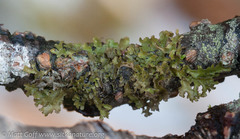 Tuckermanopsis chlorophylla