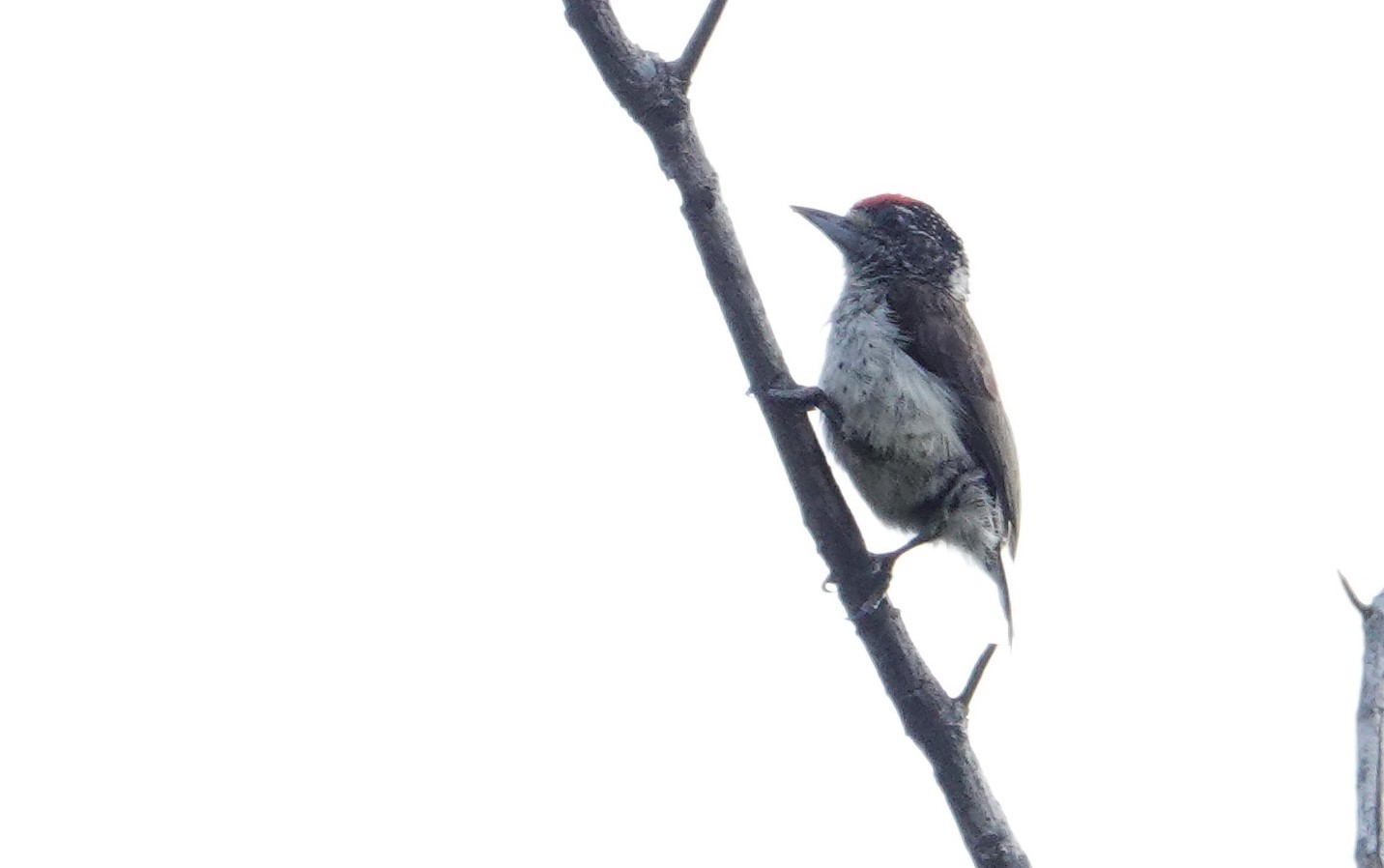 White-bellied Piculet (Picumnus spilogaster), photo 6