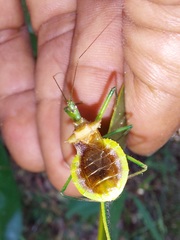 Ploeogaster