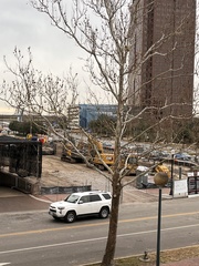 Platanus occidentalis
