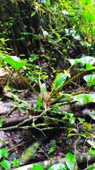 Philodendron melinonii