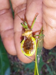 Ploeogaster