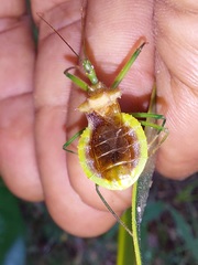 Ploeogaster