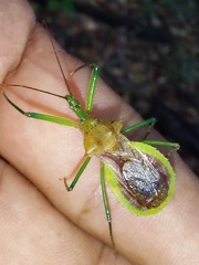 Ploeogaster