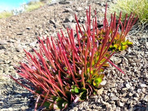 Epilobium crassum (Epilobium crassum)