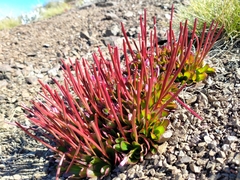 Epilobium crassum