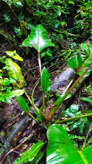 Philodendron melinonii