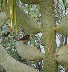 Phylloscopus canariensis