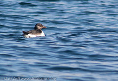 Fratercula corniculata