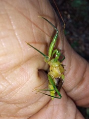 Ploeogaster