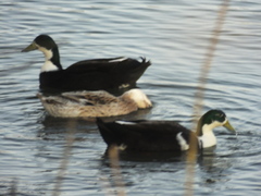 Anas platyrhynchos domesticus