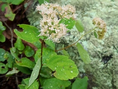 Spiraea corymbosa