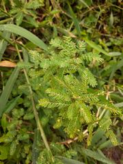 Phyllanthus stipulatus