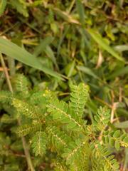 Phyllanthus stipulatus