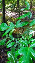 Philodendron squamiferum