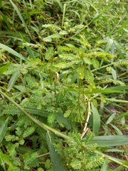 Phyllanthus stipulatus