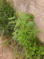 Phyllanthus stipulatus