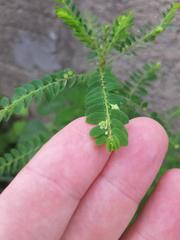 Phyllanthus stipulatus