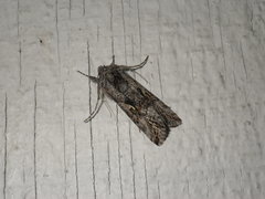 Autographa californica