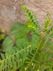 Phyllanthus stipulatus