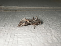 Autographa californica