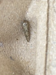 Blastobasis lacticolella