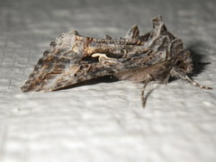 Autographa californica