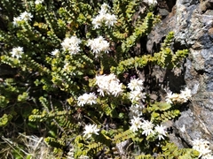 Veronica buchananii