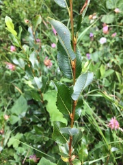 Willow (Salix waldsteiniana)