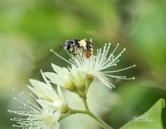 Lipotriches ferricauda