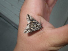 Autographa californica