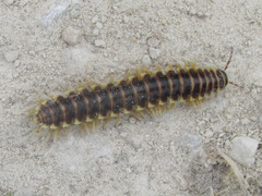 Pleuroloma