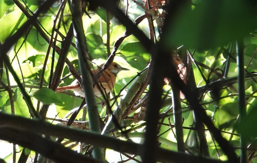 Hoary-throated Spinetail (Synallaxis kollari), photo 4